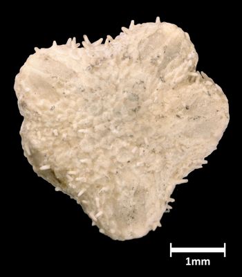 Media type: image;   Invertebrate Zoology OPH-1492 Aspect: body-dorsal